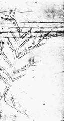 Family tree made by José Rizal in Dapitan illustrating his lineage