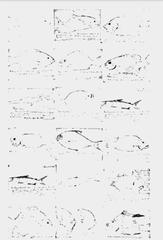 Jose Rizal's detailed pencil drawings of various fish species found in Dapitan, showcasing scientific and artistic skill