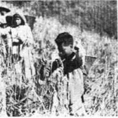 Lushai man harvesting crops in a lush green field