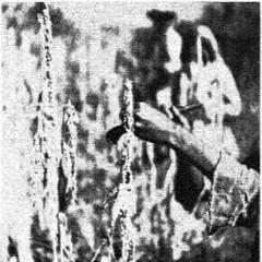 Traditional Lushai tools used for harvesting jhum crops in a field
