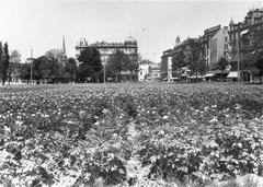 Traditional 19th-century Zurich farming scene at Sechseläutenplatz with workers loading hay onto a wooden wagon
