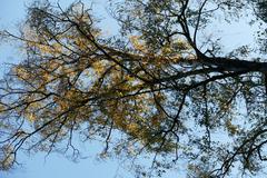 Birch tree on Neroberg Wiesbaden in autumn with colorful fall foliage