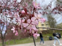 Close-up of pink cherry blossom flowers in Kirsikkapuisto