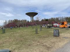 Cherry blossoms in full bloom at Kirsikkapuisto park