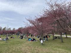 Cherry blossoms in full bloom at Kirsikkapuisto park