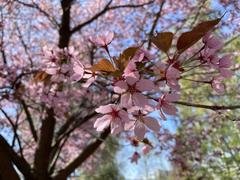 Closeup of cherry blossom flower in full bloom