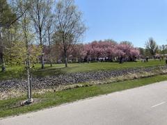 Cherry blossoms in full bloom at Kirsikkapuisto park