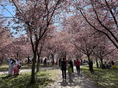 Cherry blossoms in Kirsikkapuisto park with people enjoying the bloom in Roihuvuori
