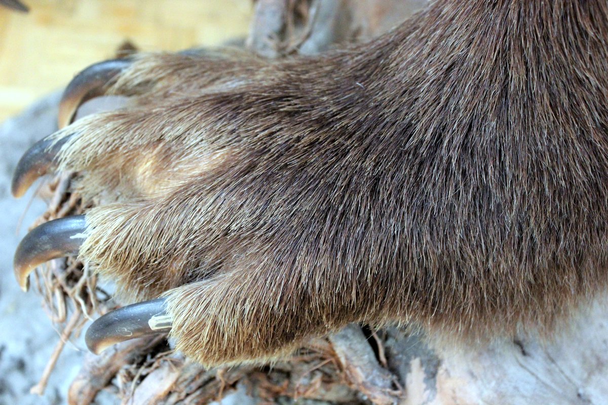 Bear paw exhibit at Deutsches Jagd- und Fischereimuseum in Munich