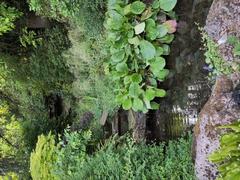 Waterfall in parc Montsouris with lush greenery