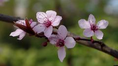 Pink spring flowers in bloom