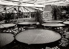 Victoria amazonica water lily in bloom