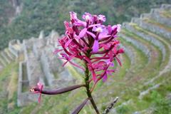Wiñay Wayna orchid (Epidendrum secundum) blooming in Wiñay Wayna, Peru