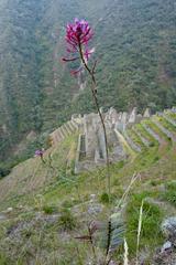 Wiñay Wayna orchid Epidendrum secundum blooming in Wiñay Wayna Peru
