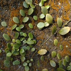 Bishan Rock Fern Lemmaphyllum microphyllum growing on rock in Neihu District Taipei
