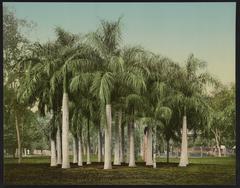 Egypt Cairo Sagoutiers at Esbekieh Garden color photochrom print