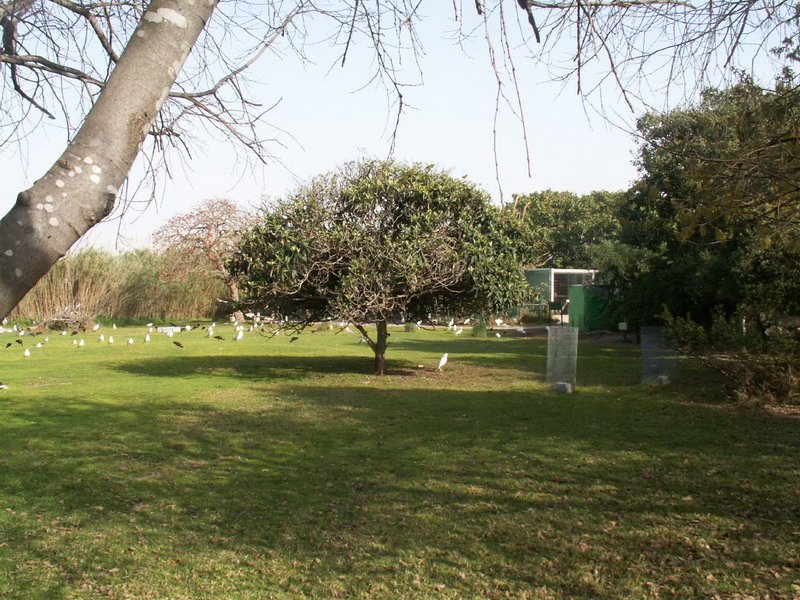 Giraffe standing near a wooden fence in a zoo enclosure with trees in the background