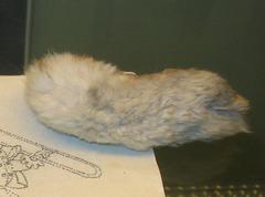 Rabbit paw used for tracing contour lines on ceramics
