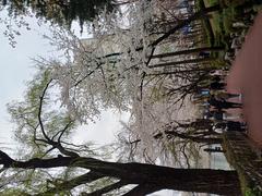 Scenic view of Seokchon Lake Park with lush greenery and calm water