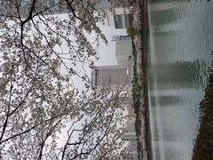Scenic view of Seokchon Lake Park with blossoming trees and calm water