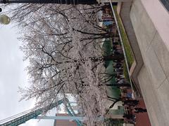 Scenic view of Seokchon Lake Park with cherry blossom trees in bloom and a calm lake.
