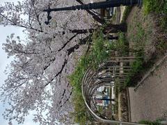 Scenic view of Seokchon Lake Park with calm water and surrounding greenery in Seoul