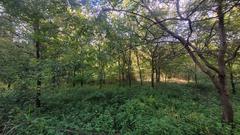 Panoramic view of Yeouido Saetgang Ecological Park with lush greenery and water bodies