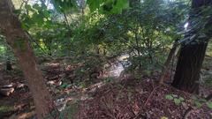 Scenic view of Yeouido Saetgang Ecological Park in Seoul