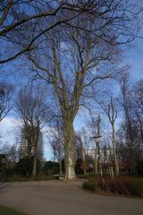 Old tree in Düsseldorf Hofgarten near Weyhe Passage in March 2024