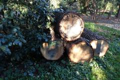 Call for tree donations in Düsseldorf Hofgarten after storm Ela in 2014 showing a fallen tree stump with message to help reforest