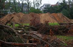 Düsseldorf Hofgarten park showing storm damage 32 days after June 2014 storm