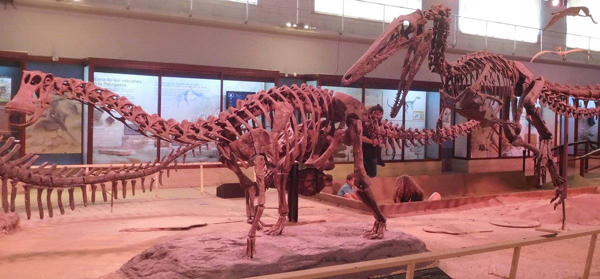 Skeletons of Bonatitan and Austroraptor displayed at Museo Argentino de Ciencias Naturales Bernardino Rivadavia