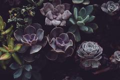 Allan Gardens