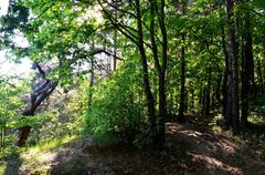 Belmonto botaninis-zoologinis draustinis nature reserve in Vilnius with green forest and clear sky