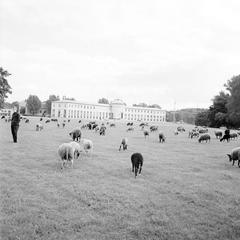 Sheep grazing on grass at the Swedish Maritime Museum