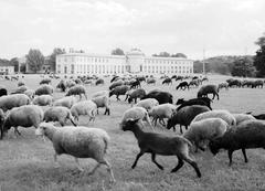 The sculpture 'Kungens får' grazing near the Sjöhistoriska museet