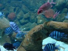 Fish swimming in São Paulo Aquarium in Ipiranga