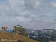Hilly landscape with dogs walking and resting