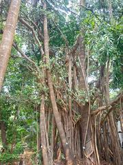 Banyan Tree branches with aerial roots