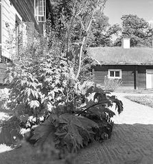 Carl von Linné's main building at Hammarby estate, historic Swedish countryside house