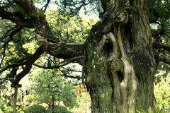 Ancient pine tree at Jufukuji Temple in Kamakura, Kanagawa, Japan