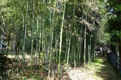 Lush green bamboo forest at Jufukuji Temple in Kamakura Kanagawa Japan