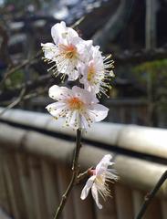 Cherry blossoms at Jufukuji Temple in Kamakura Japan