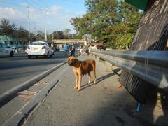 Sales Interchange highway interchange with multiple elevated roadways and ramps in Metro Manila Philippines