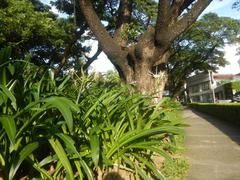San Antonio Plaza beside Santuario de San Antonio Parish Church in Forbes Park Makati City