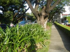 San Antonio Plaza with Santuario de San Antonio Parish Church in Forbes Park, Makati City, Metro Manila