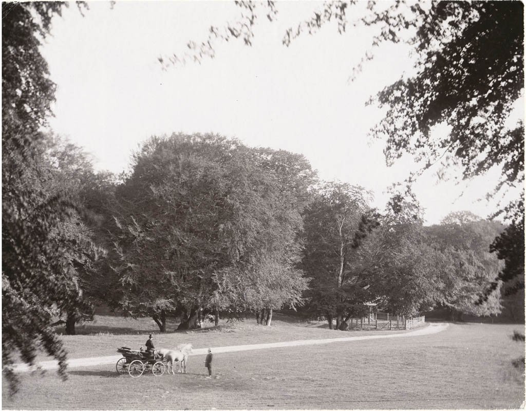View of Dyrehaven park with tall trees and a walking path in Copenhagen, Denmark