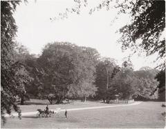 View of Dyrehaven park with tall trees and a walking path in Copenhagen, Denmark