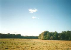 Park with deer in Lyngby Denmark
