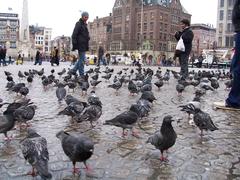 Pigeons on Amsterdam's Dam Square in 2007